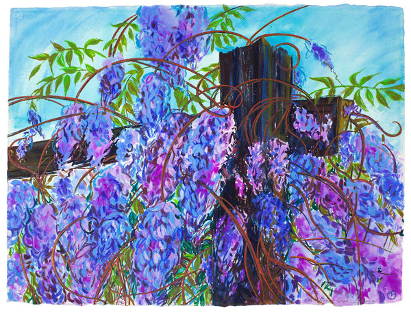 Spring Wisteria